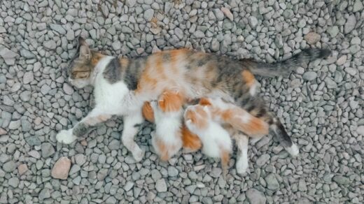 orange and white cat walking on gray concrete floor