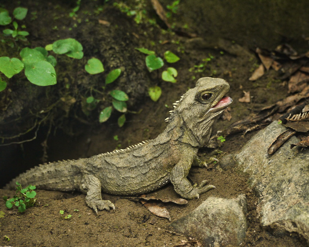 A tuatara with rough, grayish skin and small spines along its back—one of the oldest reptile fossil lineages before dinosaurs—stands on the soil near rocks and green plants, mouth slightly open.