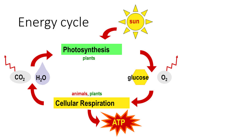 A diagram of the Energetics Of A Living Body shows photosynthesis and cellular respiration. Plants use sunlight, CO2, and H2O to make glucose and O2; both plants and animals use these for cellular respiration to produce ATP.