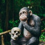 black gorilla sitting on tree branch