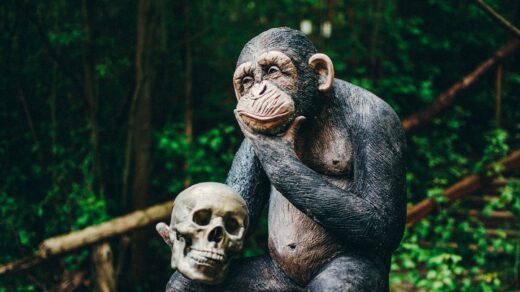 black gorilla sitting on tree branch