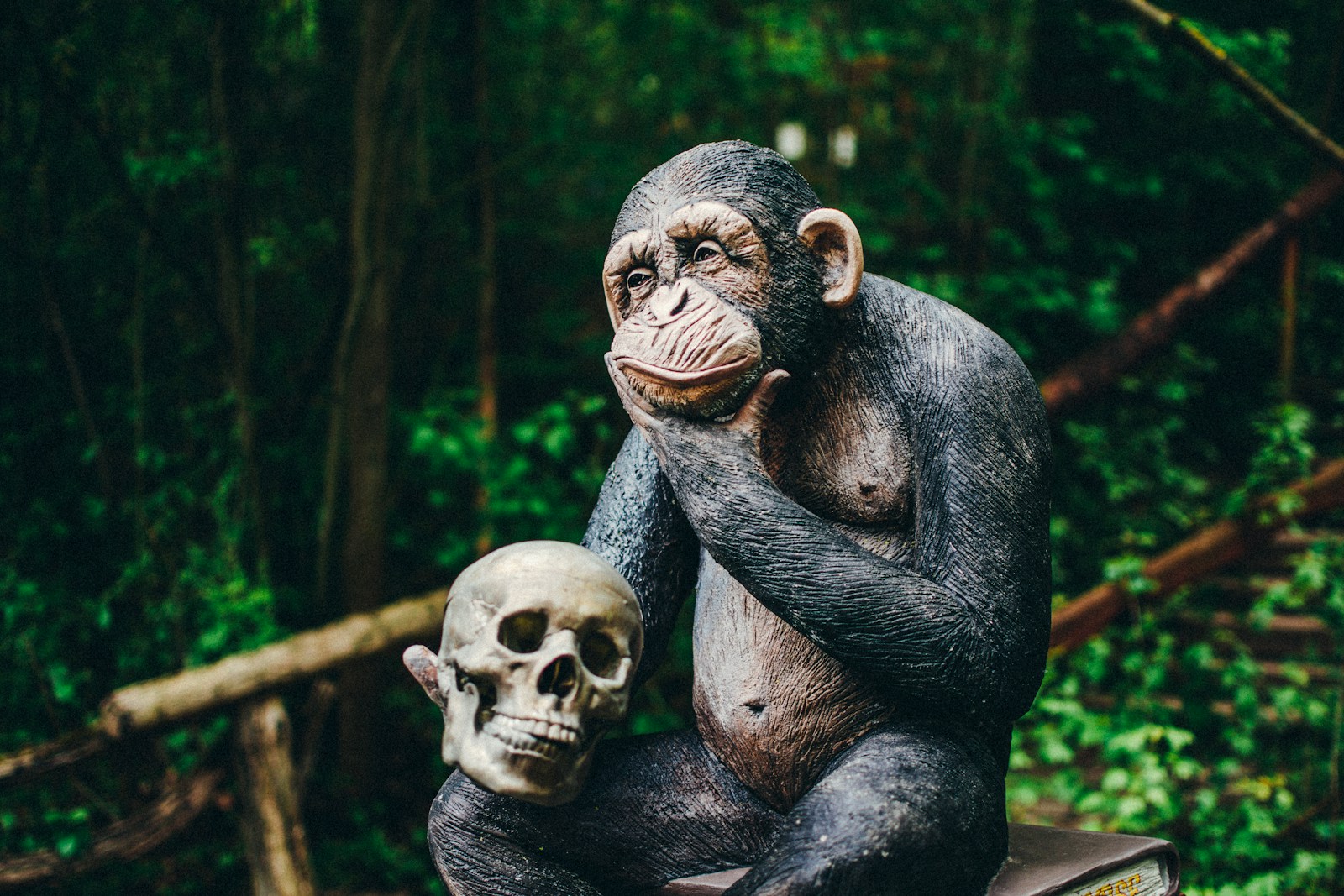 black gorilla sitting on tree branch