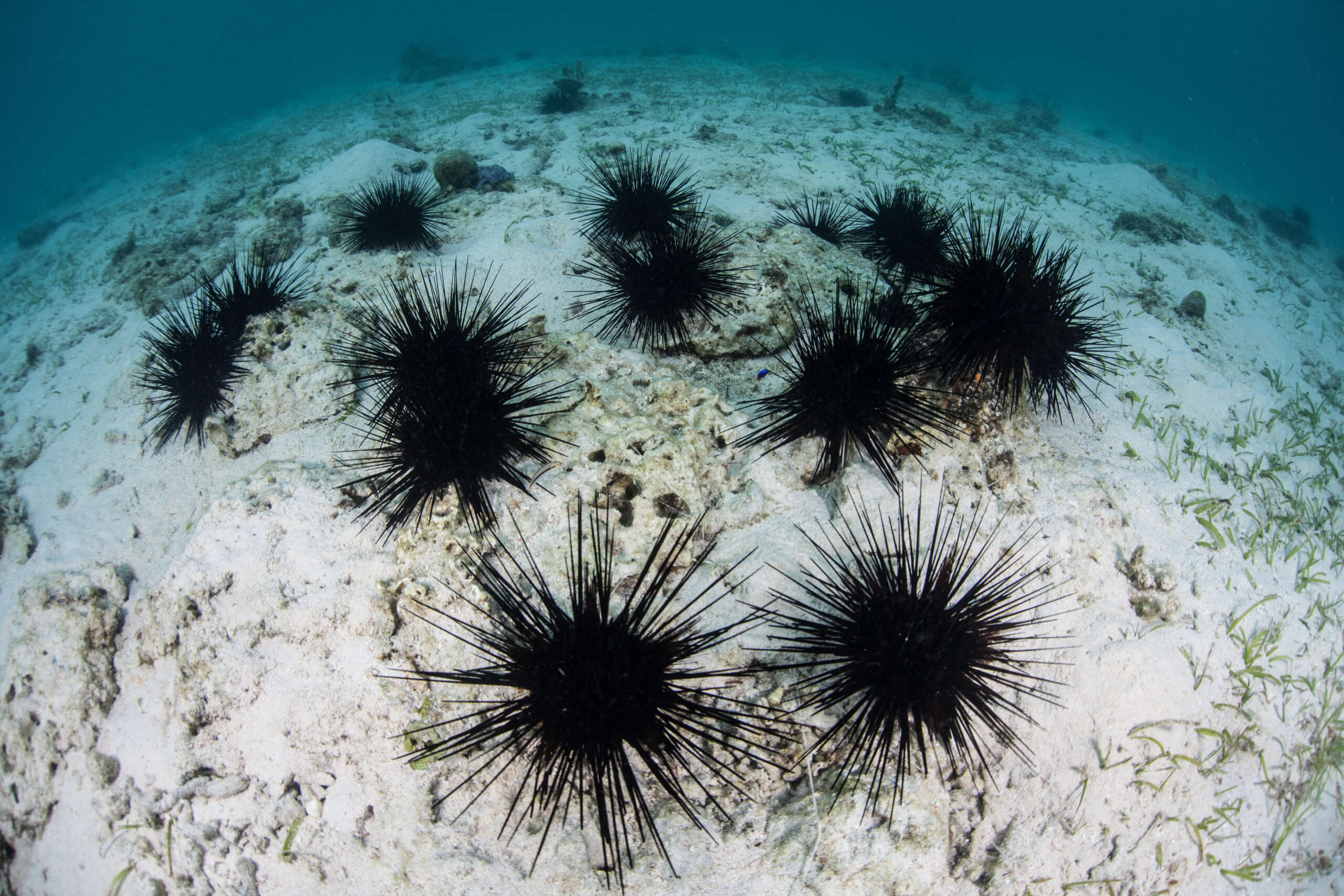 Underwater scene showing several black sea urchins, some appearing as if engaging in sea urchin twinning, with long spines scattered across a sandy ocean floor amid rocks and sparse marine vegetation.