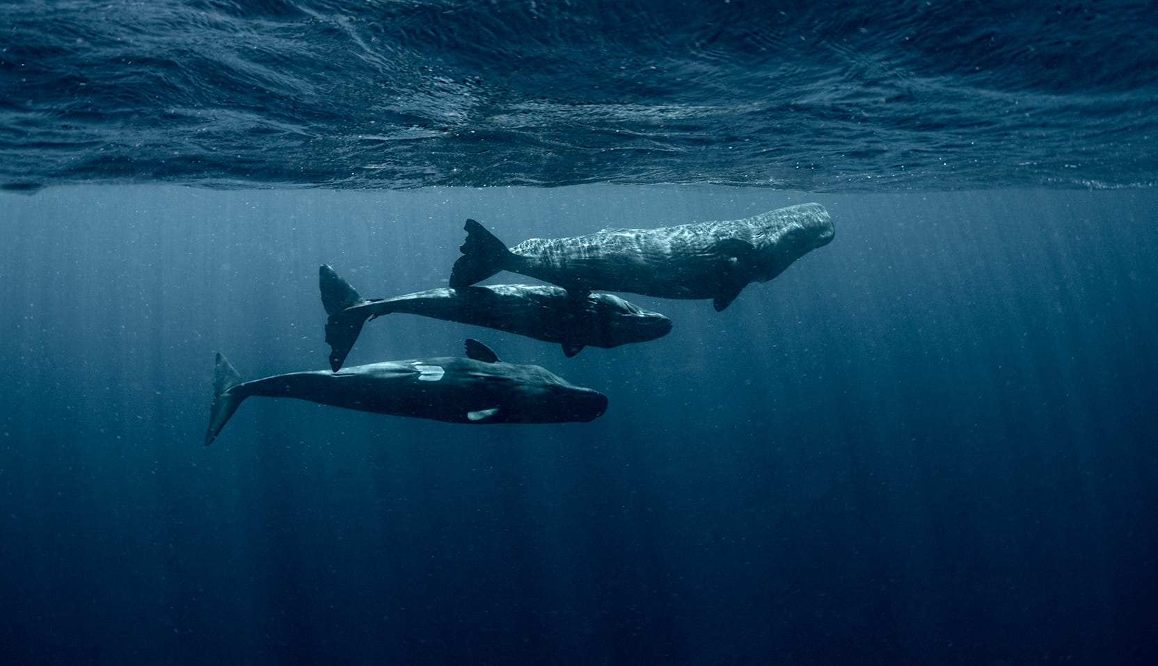 Three sperm whales swim together underwater near the surface, with rays of sunlight filtering through the deep blue ocean above them, raising questions similar to Why are great whites disappearing?.