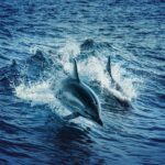 Two dolphins gracefully leap through the vibrant blue waters of the Atlantic Ocean, showcasing aquatic wildlife beauty.