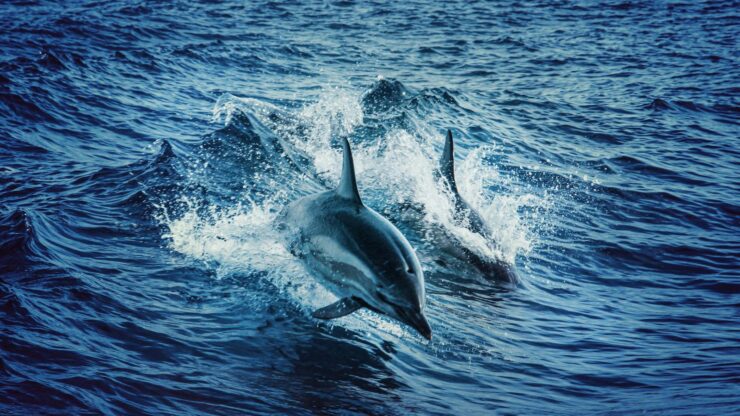 Two dolphins gracefully leap through the vibrant blue waters of the Atlantic Ocean, showcasing aquatic wildlife beauty.