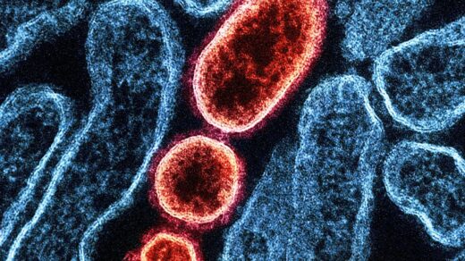 a close up of a blood cell with red blood cells