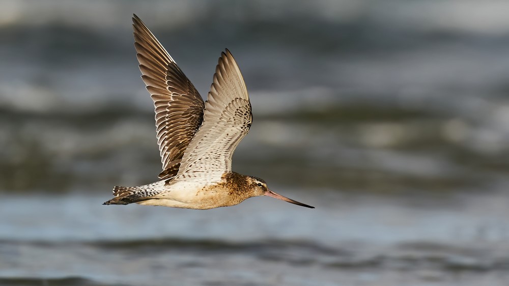 A bar-tailed godwit, famed for the longest non-stop bird flight, flies low over water with wings fully extended. Its long, slightly upturned bill and brown and white speckled plumage are captured in sharp detail against a blurred background.