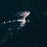 macro photography of grey and black eagle