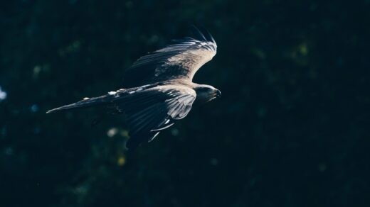 macro photography of grey and black eagle