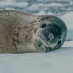 a grey seal laying on top of snow covered ground