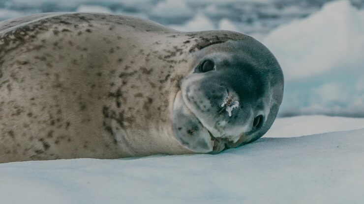 a grey seal laying on top of snow covered ground