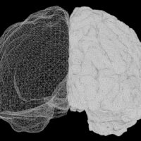 a computer generated image of a human brain