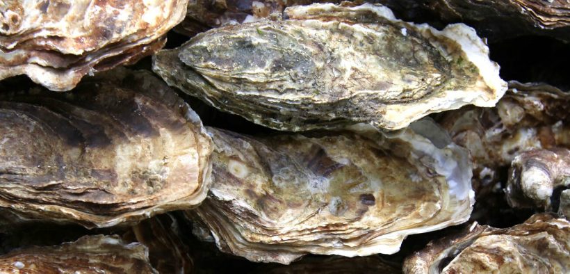 A close-up view of several stacked oyster shells, showing their rough, layered textures and earthy brown, tan, and white colors—a testament to Dublin Bay's Oyster Restoration Project.