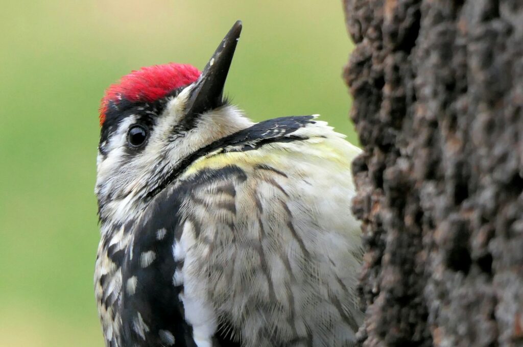 Yellow-bellied sapsucker looks up from a tree.