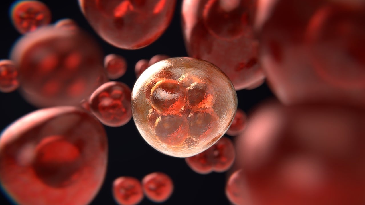 mitosis, meiosis, cell, cell division, human, cancer, emergence, biology, science, medicine, health, reproduction, laboratory, genetics, heritage, chromosome, red, dna, chemistry, biotechnology, microbiology