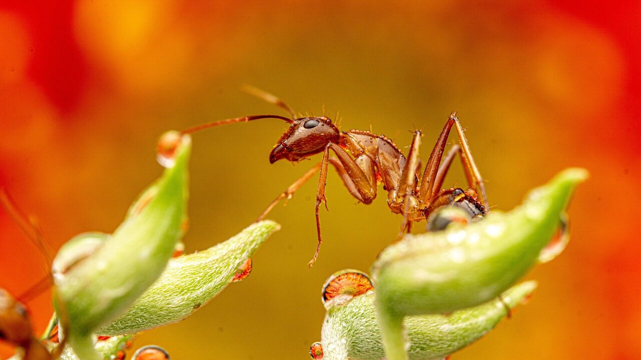 ant, insect, bug, plants, animal, wildlife, garden, nature