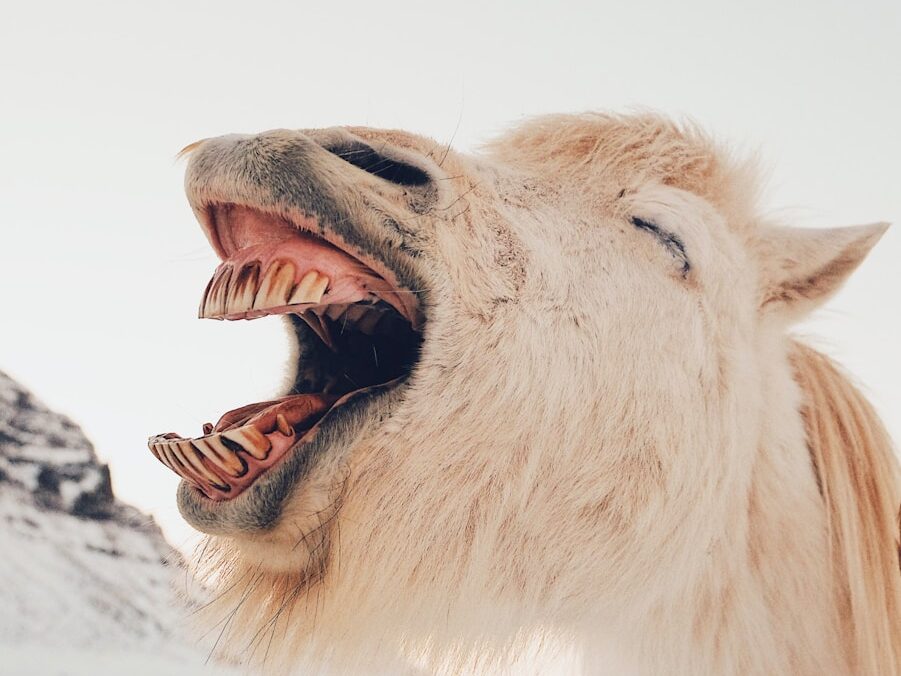 long-coated brown animal