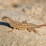 brown and black lizard on brown rock
