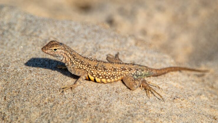 brown and black lizard on brown rock