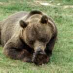 a large brown bear laying on top of a lush green field