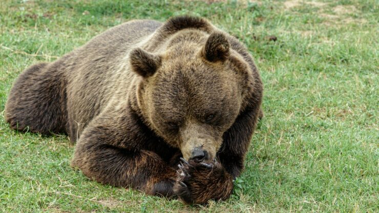 a large brown bear laying on top of a lush green field