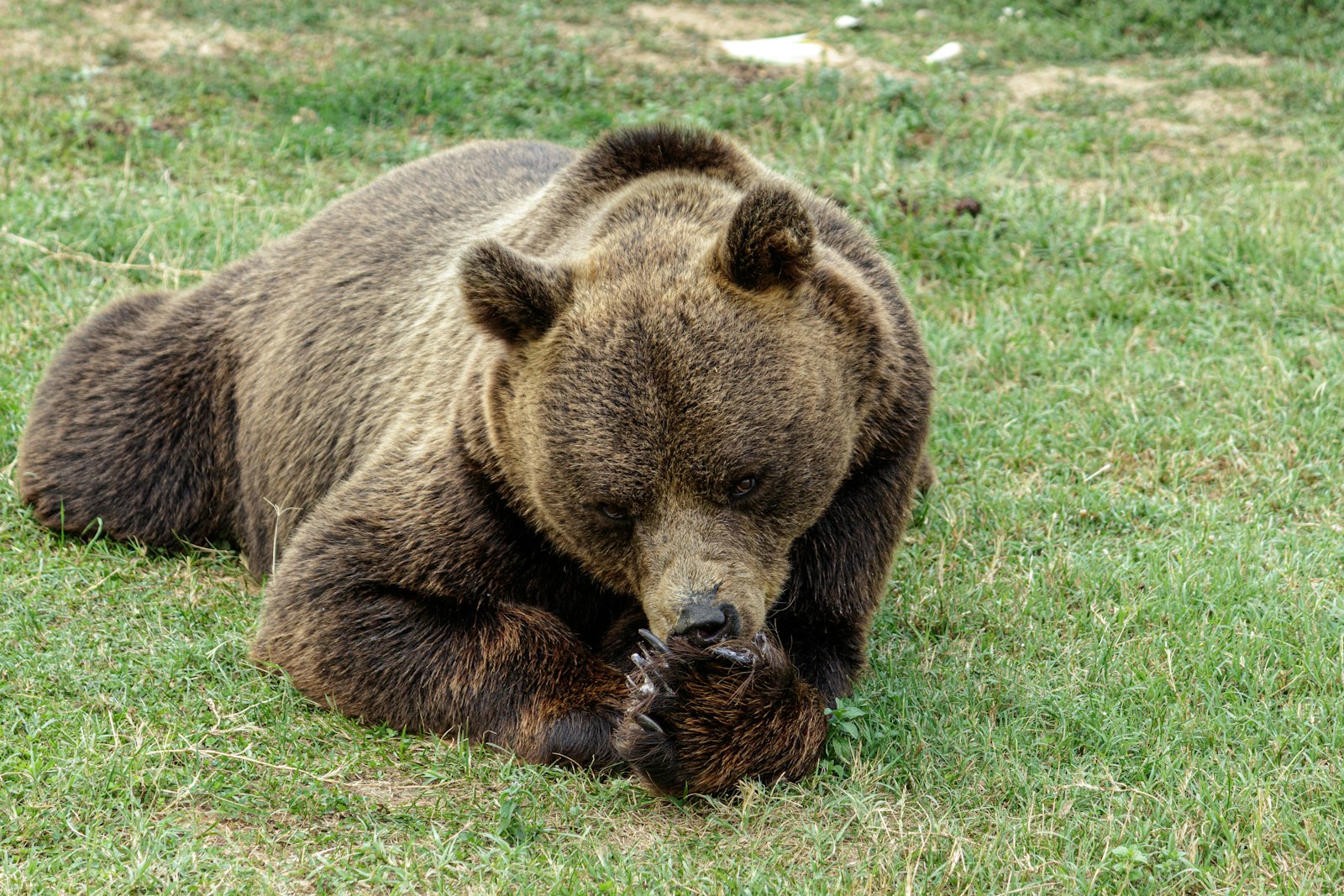 a large brown bear laying on top of a lush green field