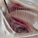 Fish mouth inspired microplastic filter