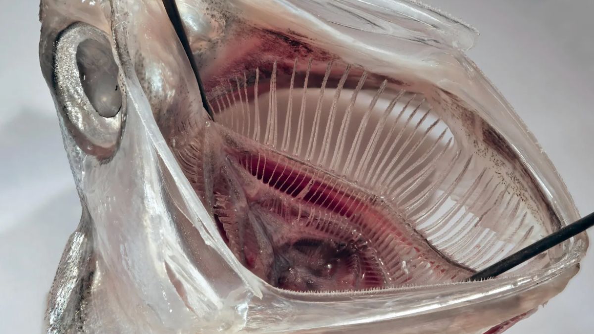 Fish mouth inspired microplastic filter