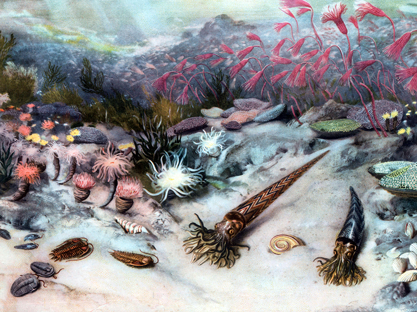 Late Ordovician sea life: nautiloids, trilobites, and early sea plants. Mass extinction era depiction.