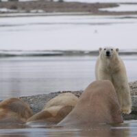 polar bear standing in front of three walrus on water