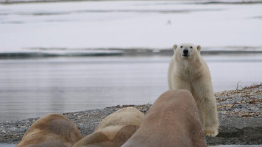 polar bear standing in front of three walrus on water