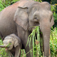 Bornean Pygmy Elephants