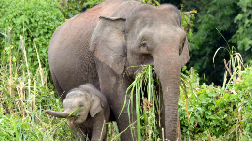 Bornean Pygmy Elephants