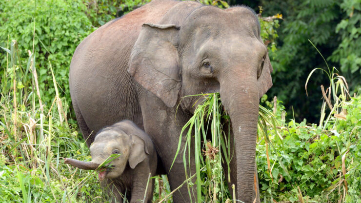 Bornean Pygmy Elephants