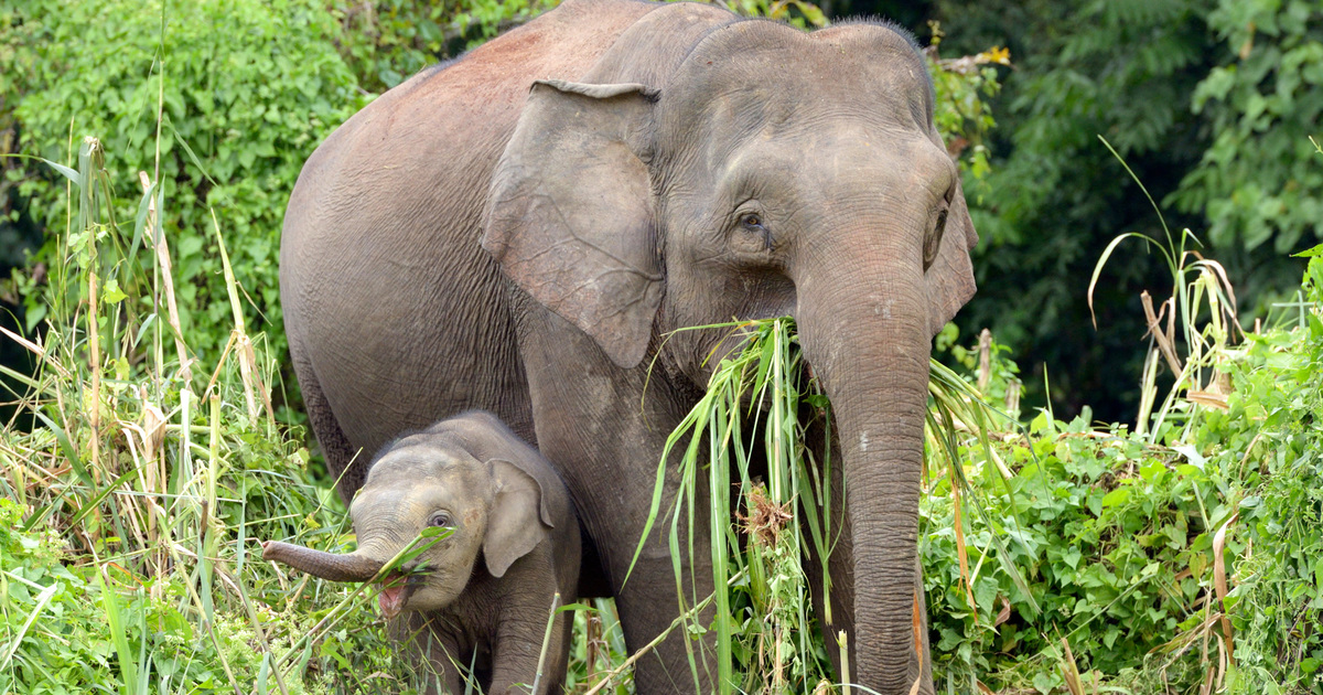 Bornean Pygmy Elephants