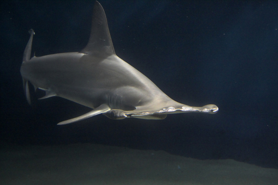 jawed fishes