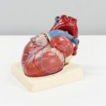 a model of a human heart on a white surface