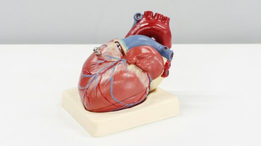 a model of a human heart on a white surface