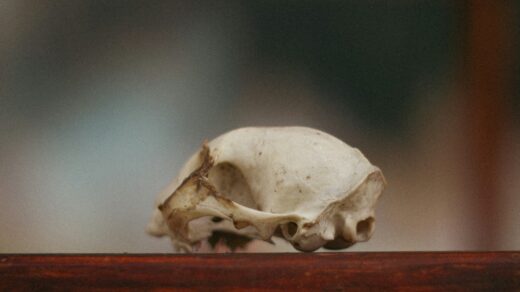 a skull on a table