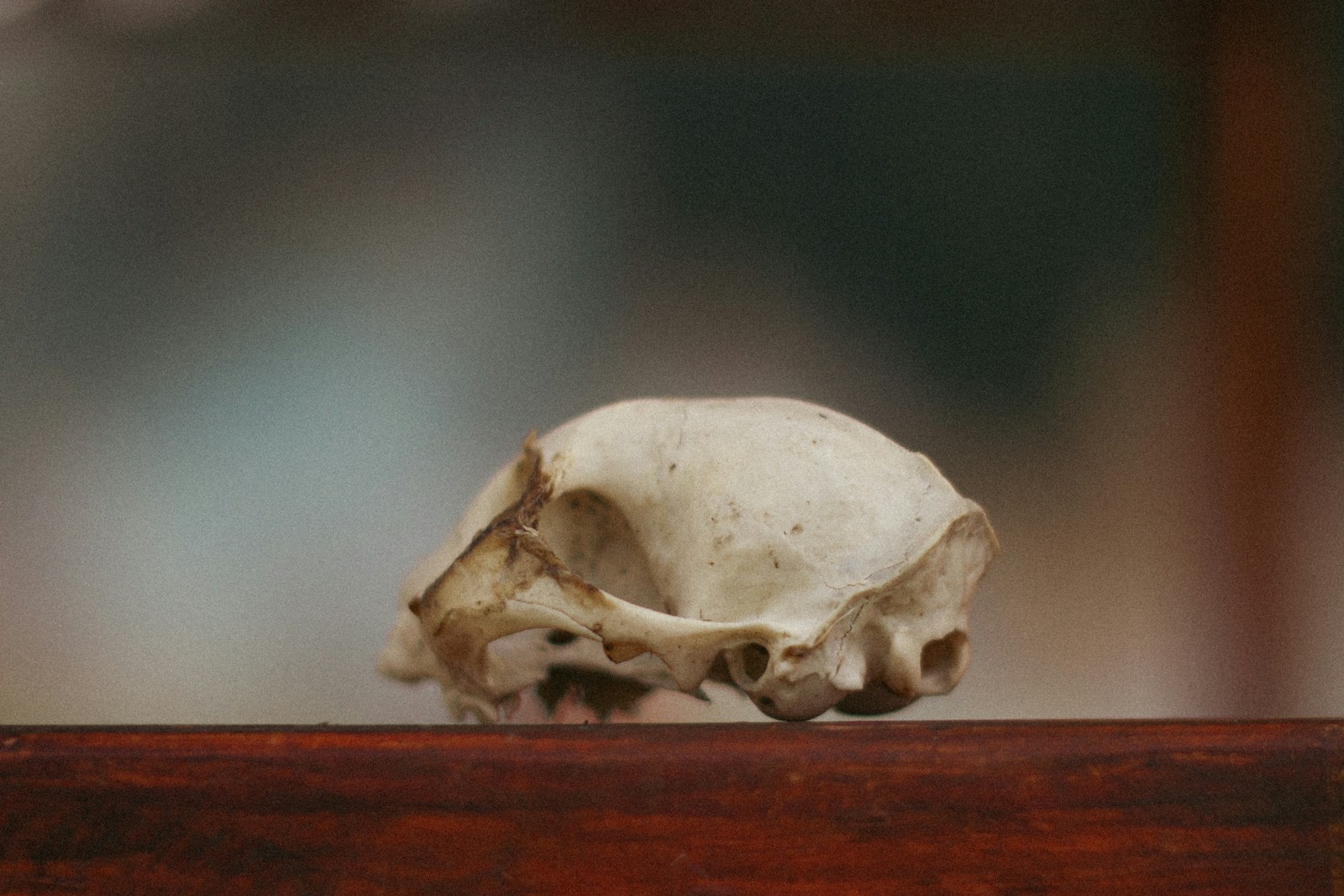 a skull on a table