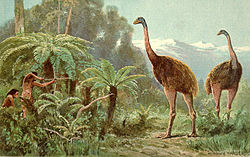 Moa extinct bird