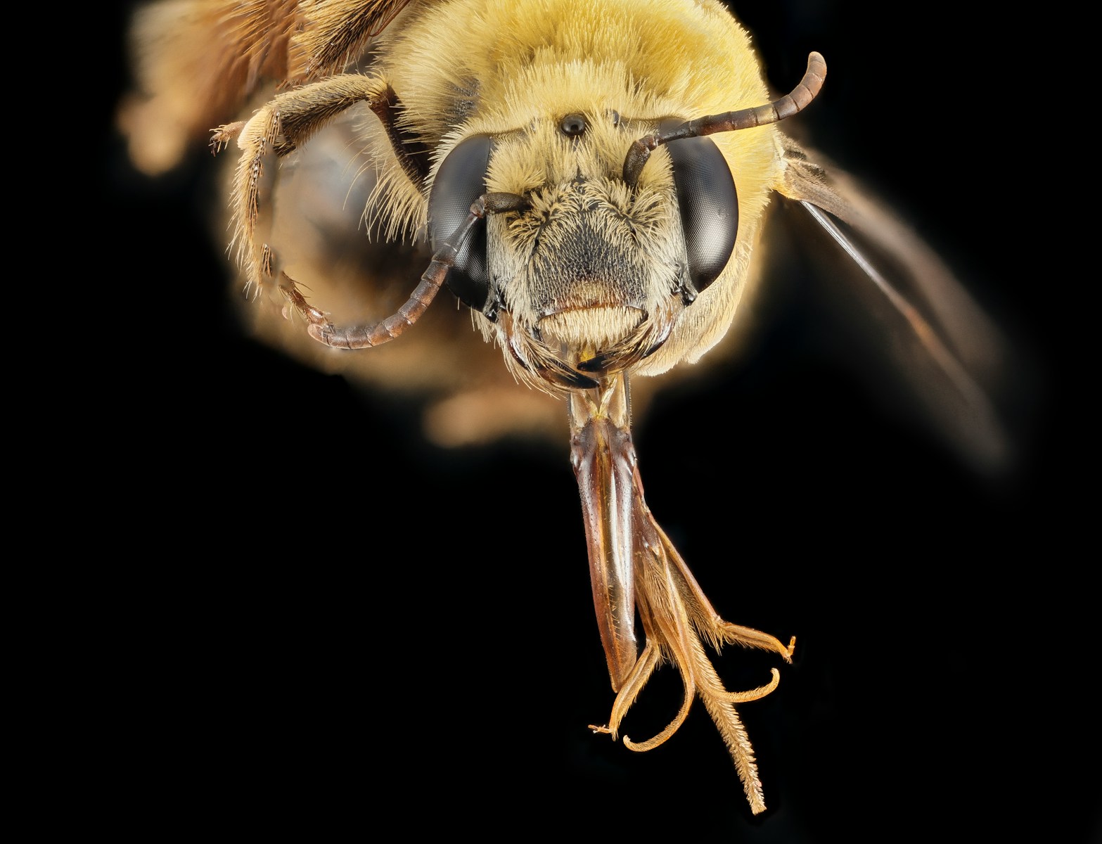 yellow and black bee in close up photography