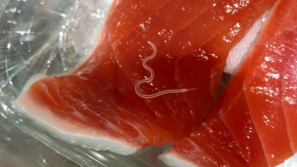 Parasites are growing more common in some fish species used in sushi |  Science News