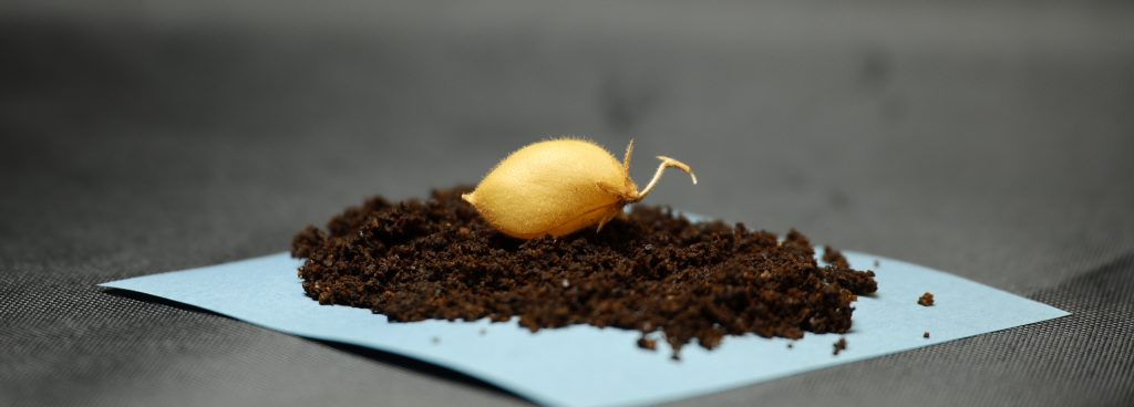 chickpeas in lunar soil