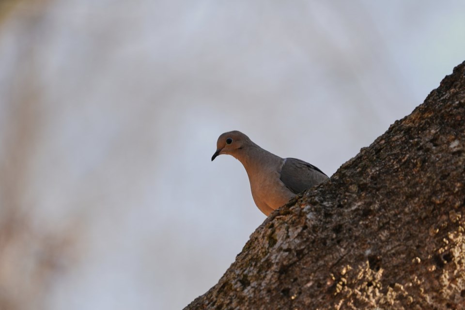 North American bird decline