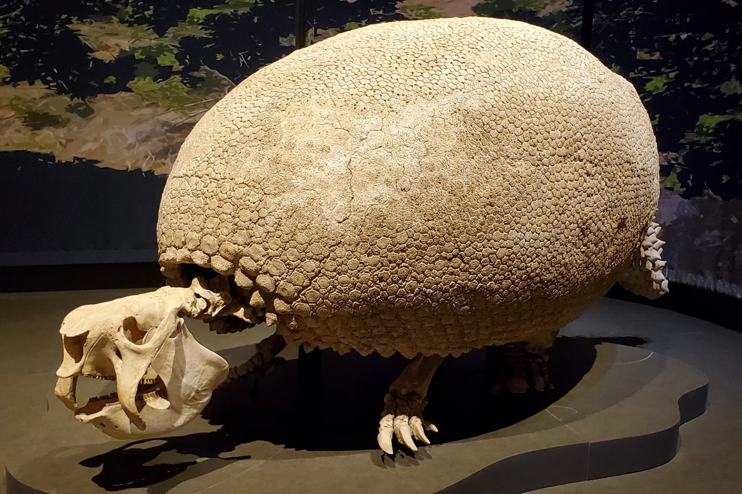 glyptodont armored mammal