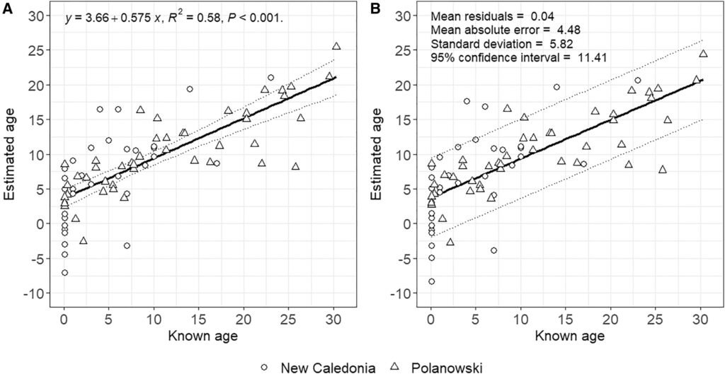 Validation of the humpback whale epigenetic age model.(A) Regression of predicted versus known ages using CpG methylation at TET2 and GRIA2 from 78 samples (68 whales).(B) Leave-one-out cross-validation results showing predicted versus known ages. Dotted lines indicate the 95% confidence interval. Circles represent New Caledonia samples; triangles represent samples from Polanowski et al. datasets.