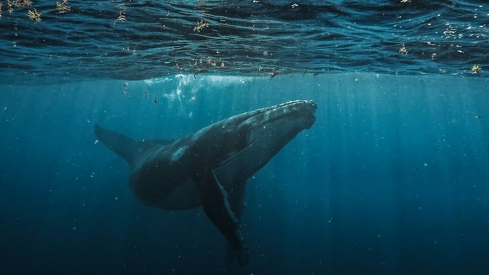 Male humpback whale in singing posture – head-down position in clear tropical waters