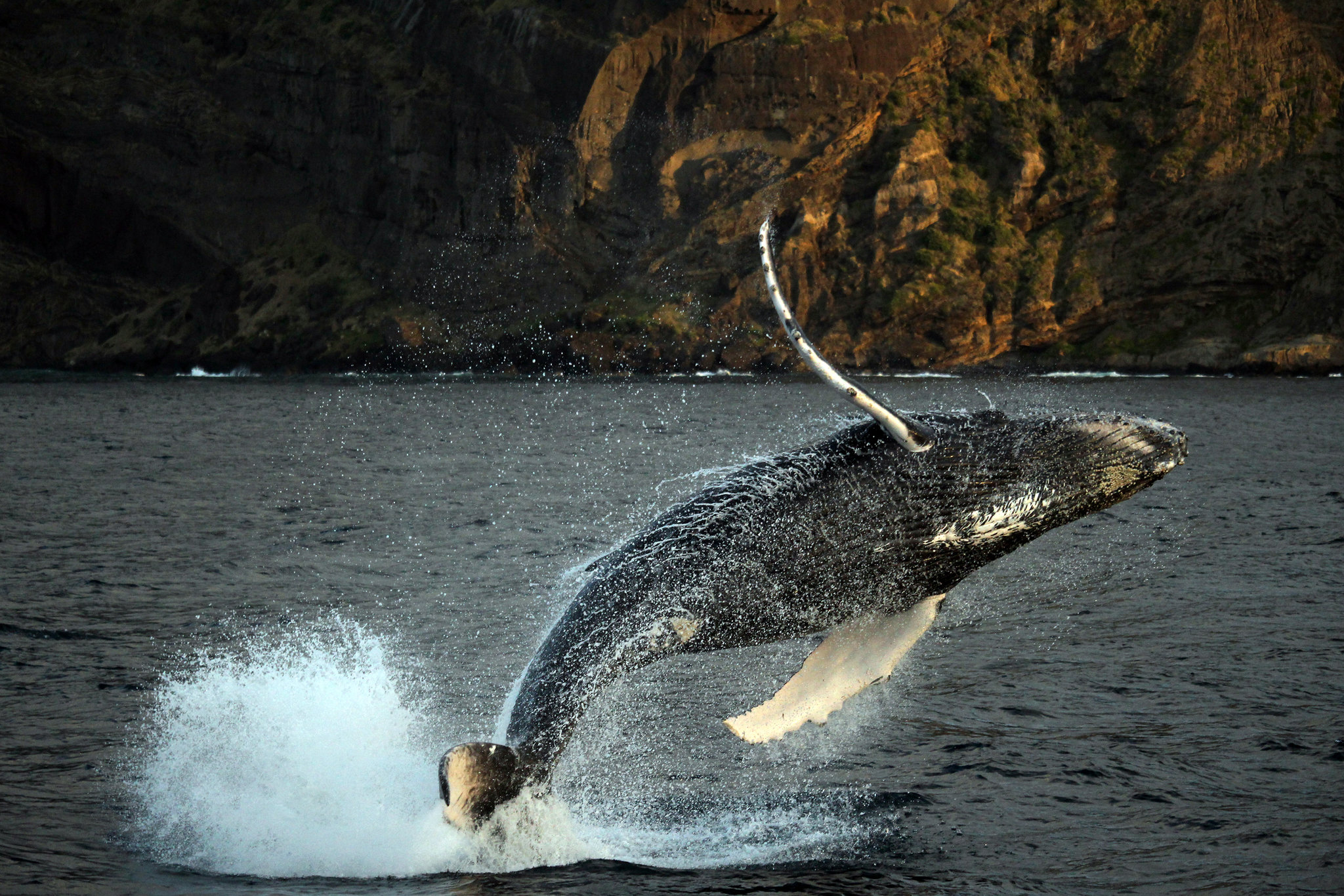 Humpback whale sexual selection